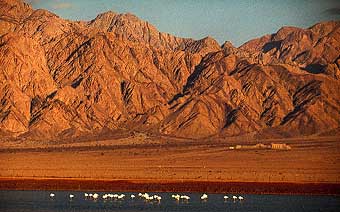 Flamingos Israel von Adrian Aebischer