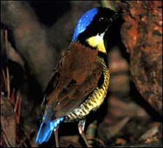 Goldkehlpitta von Philip Round