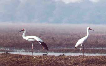 Schneekraniche von Adrian Jordi