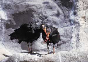 Waldrapp von Robert Maier